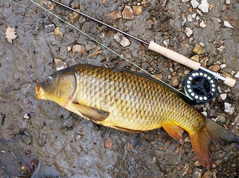 Mơ Thấy Câu Cá Chép