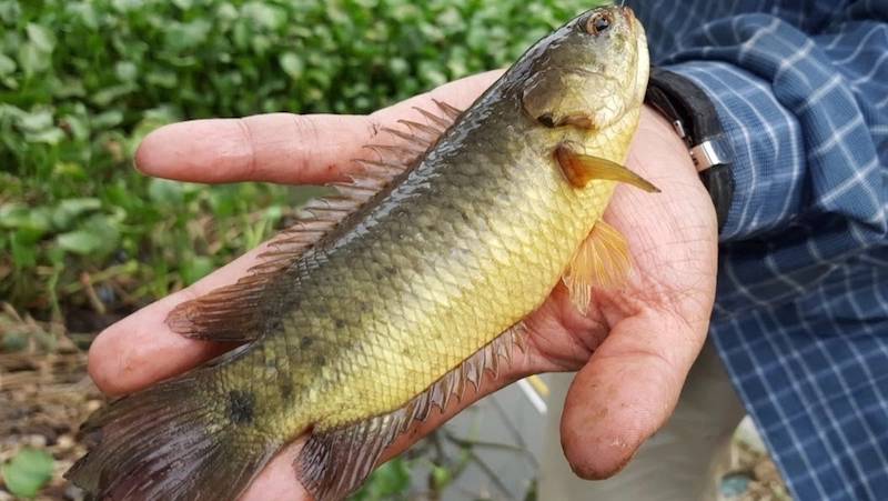 Mơ Thấy Câu Cá Rô