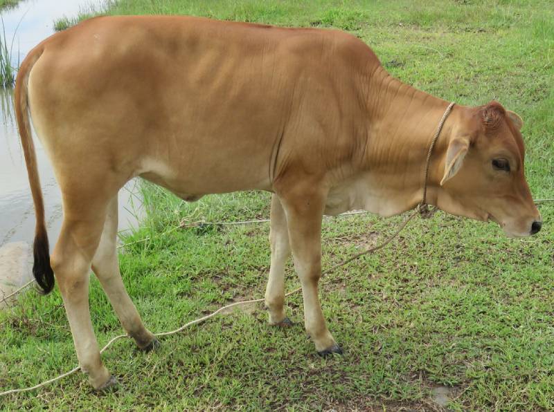 Mơ Thấy Con Bò – Điềm Báo May Mắn Hay Thử Thách?