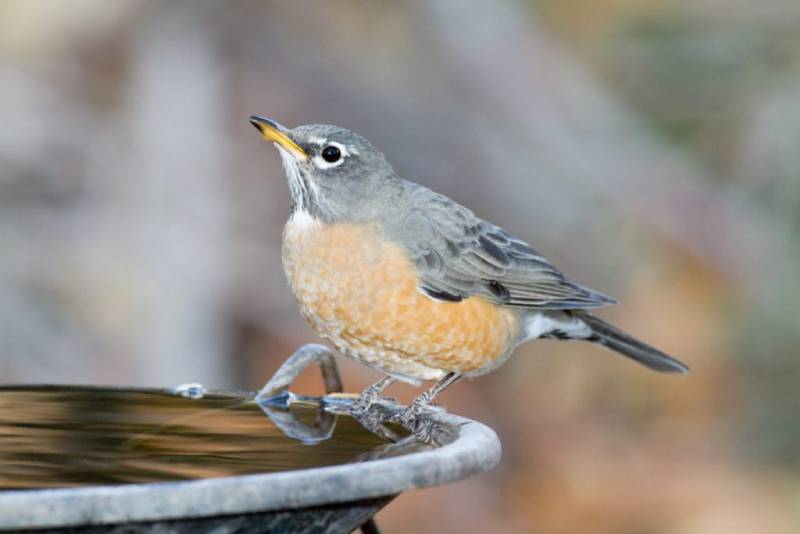Mơ thấy chim hót